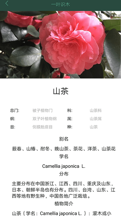 一叶识木手机版下载